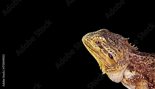 Closeup Bearded Dragon on Black Background