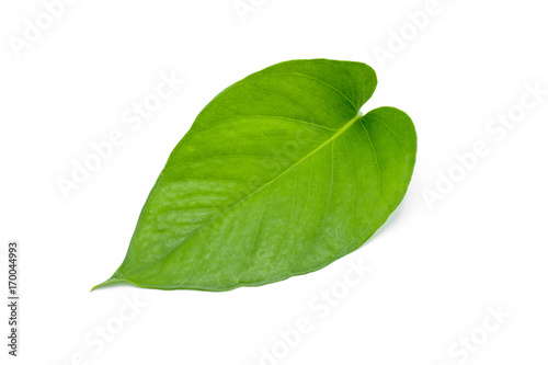 green ivy leaves isolated on white background