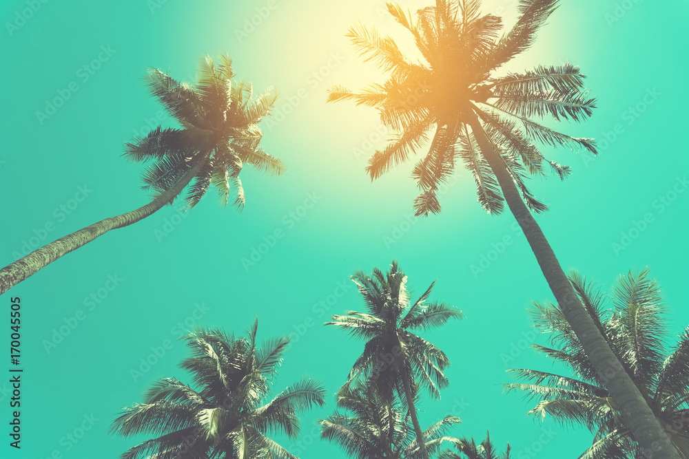 Copy space of tropical palm tree with sun light on sky background.