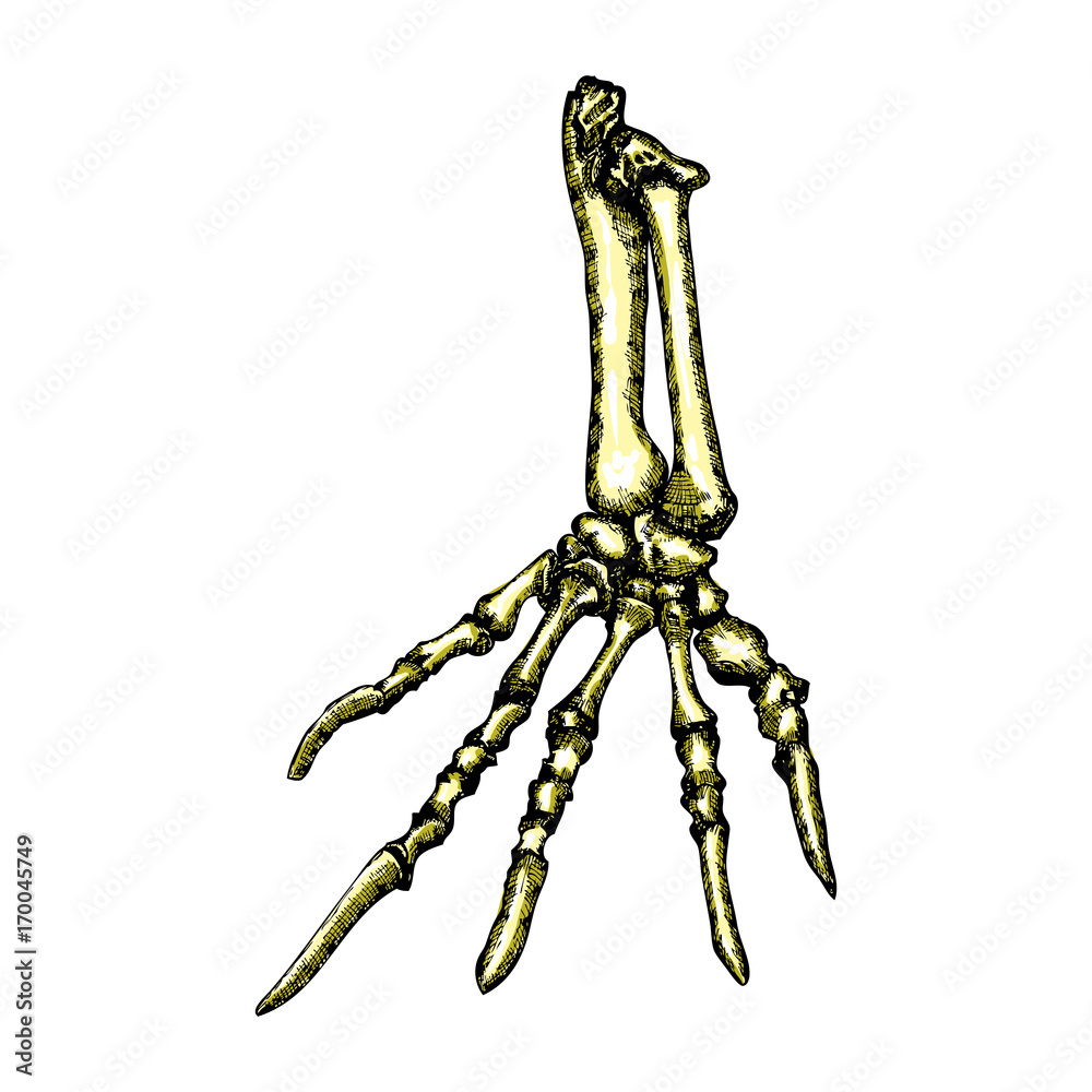 Stylized drawing lizard bones of the hand. Decorative drawn skeleton hand, animal hand, arm anatomy. Drawing by hand. Witchcraft, voodoo magic attribute. Illustration for Halloween. Vector.