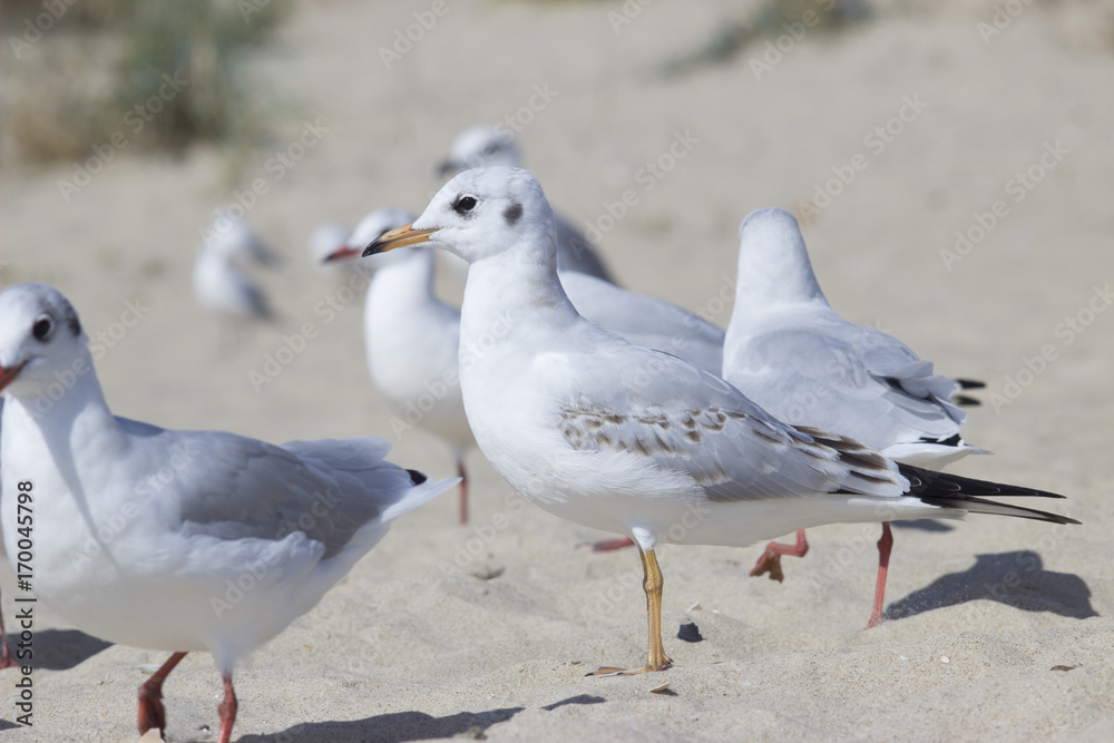 a flock of white birds on the beach a flock of white birds on the beach