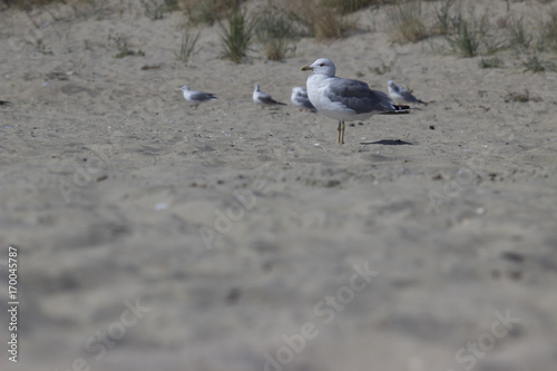 seagull and sea birds on the beach