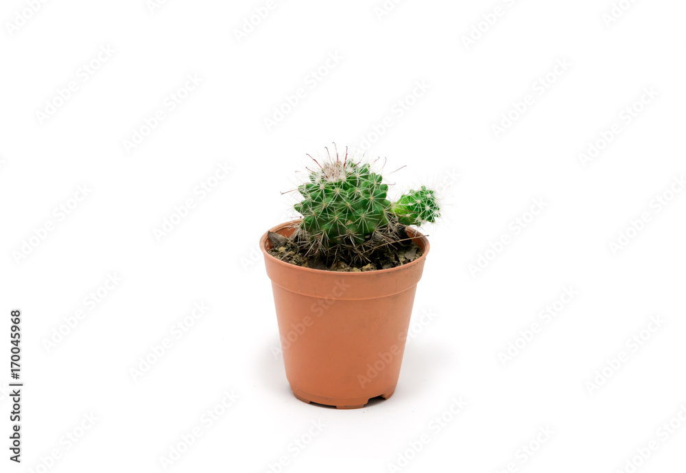 Cactus in pot on a white background Cactus in pot on a white background