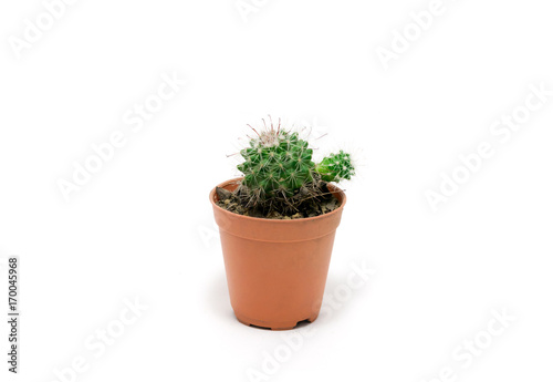 Cactus in pot on a white background