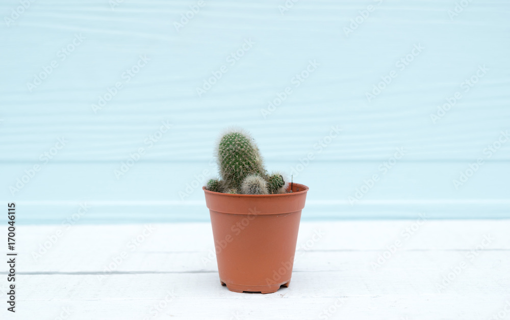 Cactus in pot on a wooden floor background Cactus in pot on a wooden floor background