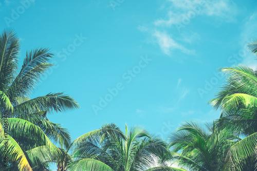 Fotografie Copy space of tropical palm tree with sun light on sky background