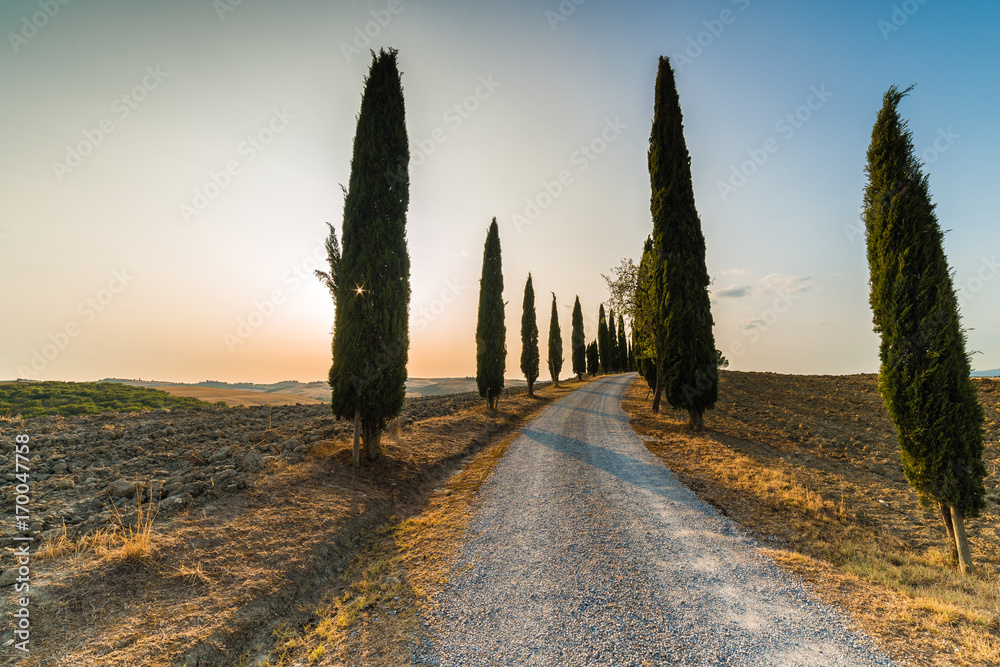 road through cypresses