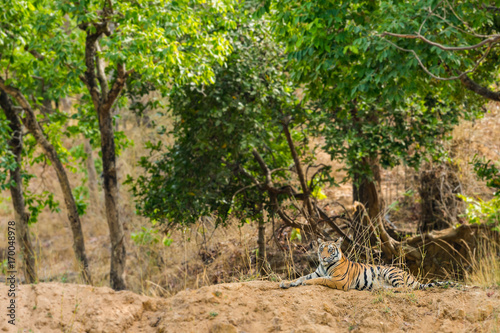 one of spotty tigress cub in natural tiger habitat  bandhavgah national park  india