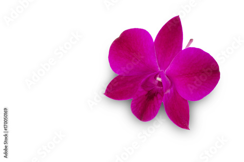 isolated pink orchid 