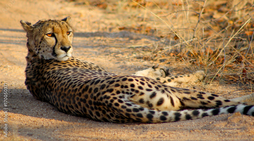 Fototapeta premium Queen