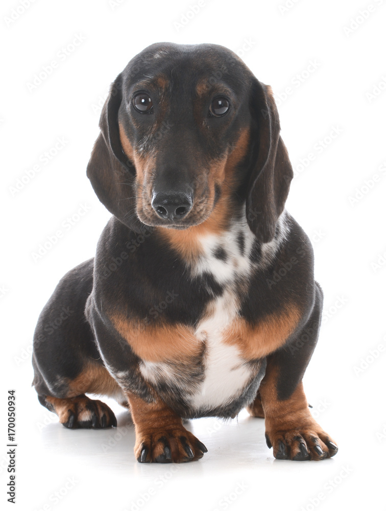 miniature dachshund sitting