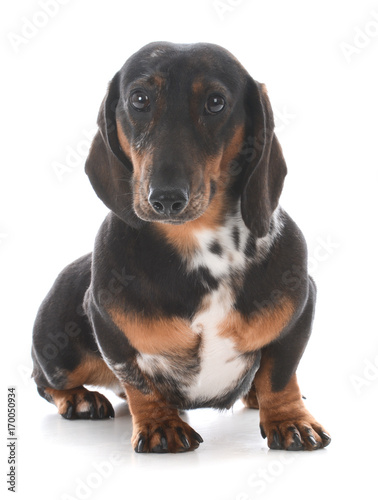 Fototapeta Naklejka Na Ścianę i Meble -  miniature dachshund sitting