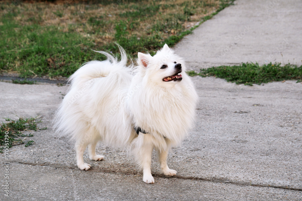 Pomeranian dog in park. Pomeranian spitz dogs is standing and happy smile. Lovely dog, pet concept, cute doggy, pretty, domestic animal. Pomeranian dog in park. Pomeranian spitz dogs is standing and happy smile. Lovely dog, pet concept, cute doggy, pretty, domestic animal.