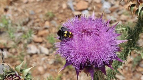 Insekt krabbelt in und auf violetter Blüte vor der Kullsse der Bucht von Damnoni, Kreta, Griechenland photo