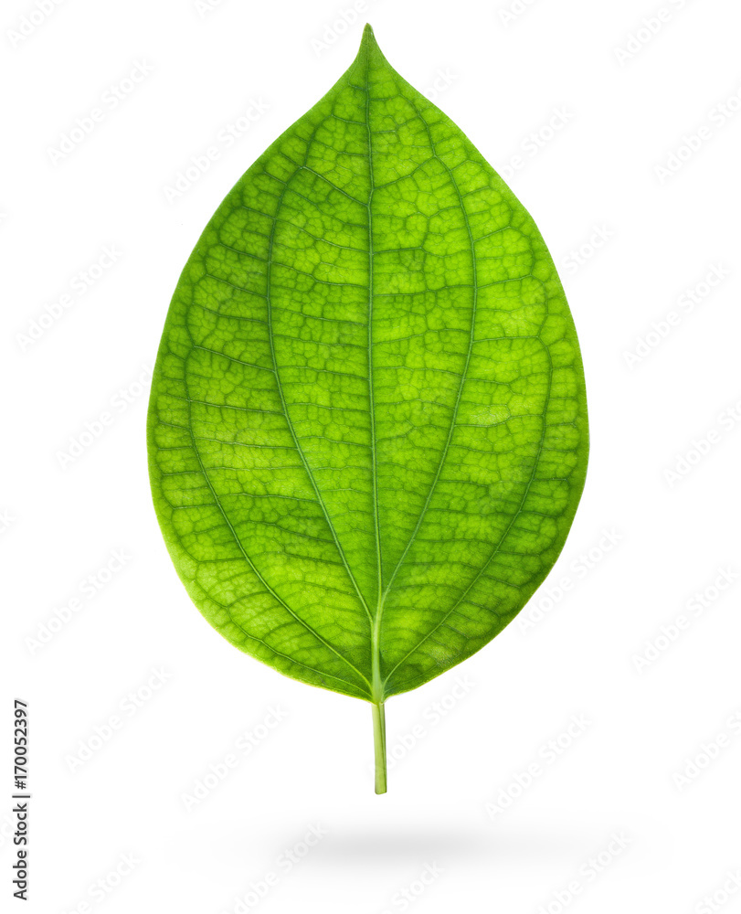 Green leaf isolated on white Green leaf isolated on white
