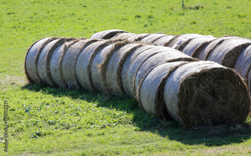bales of hay rolled on the freshly harvested field
