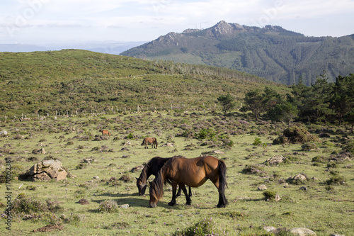 Horses at Vixia Herbeira Cliffs; Ortigueira; Galicia