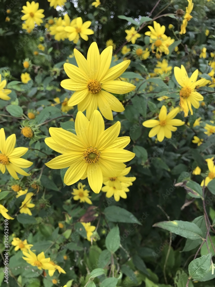 Fototapeta premium Gelbe Blüte 2.0