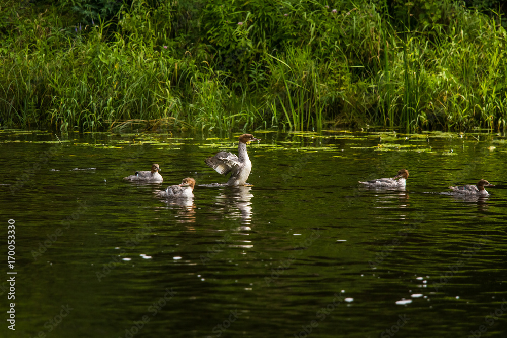 Beautiful young great crested grebe birds swimming in the river. Country landscape with birds. Beautiful young great crested grebe birds swimming in the river. Country landscape with birds.