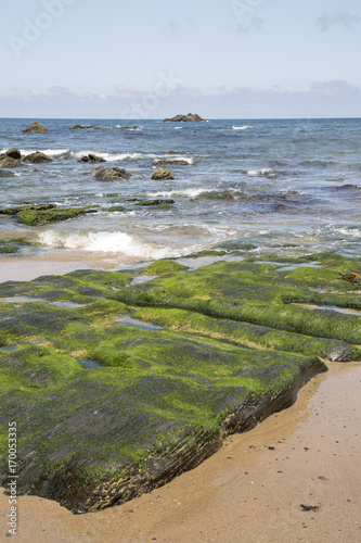 Seaweed at Picon Beach; Loiba; Galicia