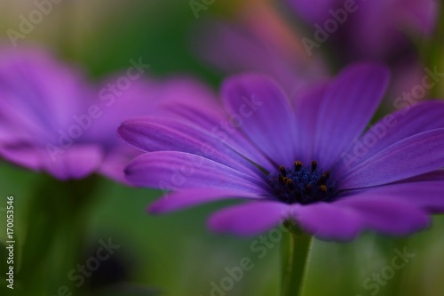 Purple daisy