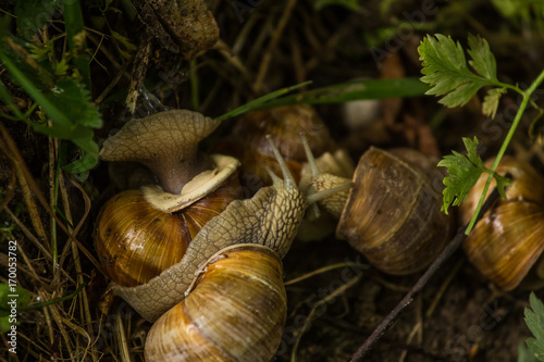A beautiful lot of live burgundy snails in the forest. Natural scenery with snails.