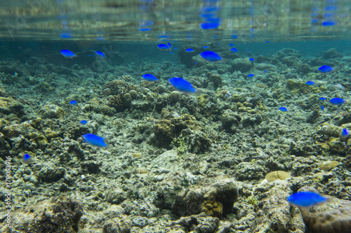 Fototapeta Naklejka Na Ścianę i Meble -  blue fishes and corals