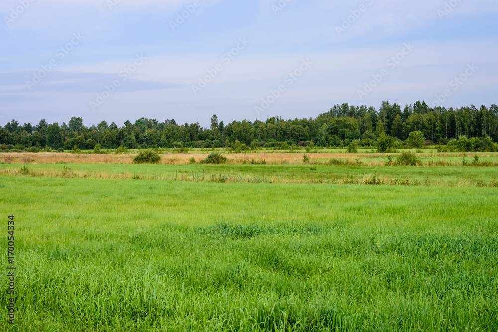 Beautiful landscape. Green field, a typical Russian nature, Leningrad oblast, Russia