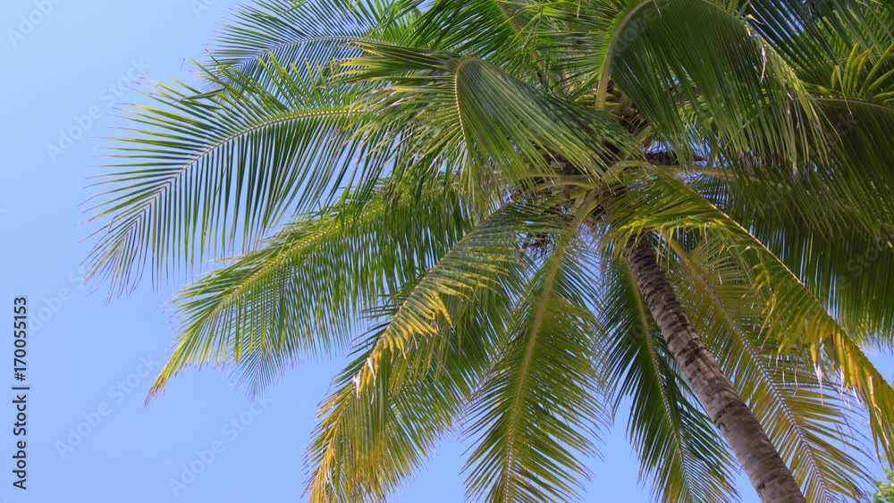 Tropical pristine view with top of coconut palm tree on blue sky background, Maldives travel destination Tropical pristine view with top of coconut palm tree on blue sky background, Maldives travel destination