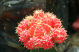 colored cacti