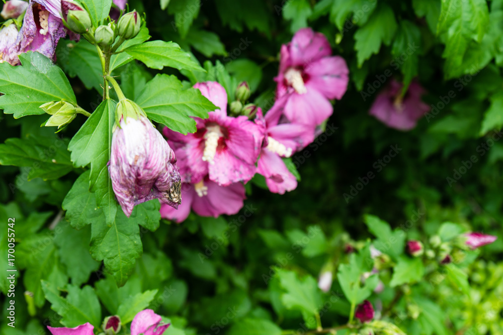 withered pink flower hanging from tree