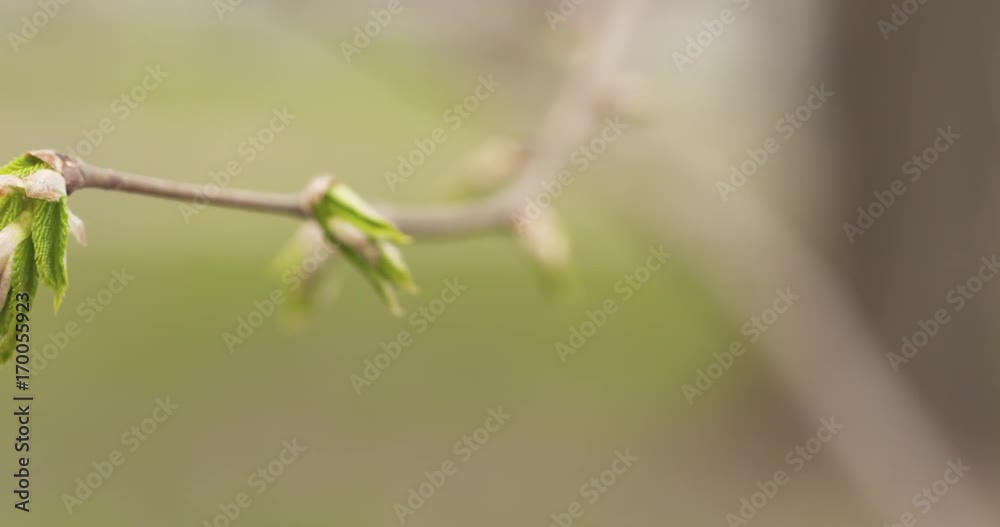 Slow motion pan first leaves in spring closeup Slow motion pan first leaves in spring closeup