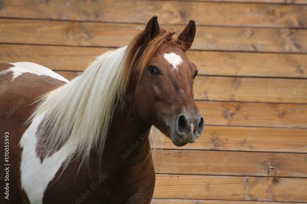 Obraz premium Portrait