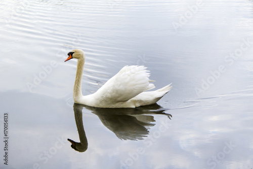 White swan swims along the lake