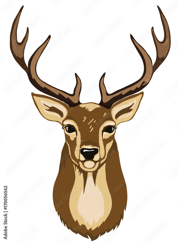 Illustration of wild deer. Illustration of wild deer.