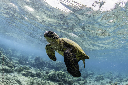 Sea turtle © swissphotogallery