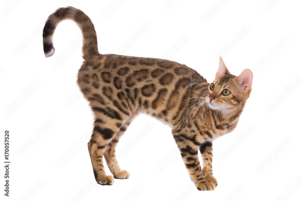 Bengal cat Bengal cat