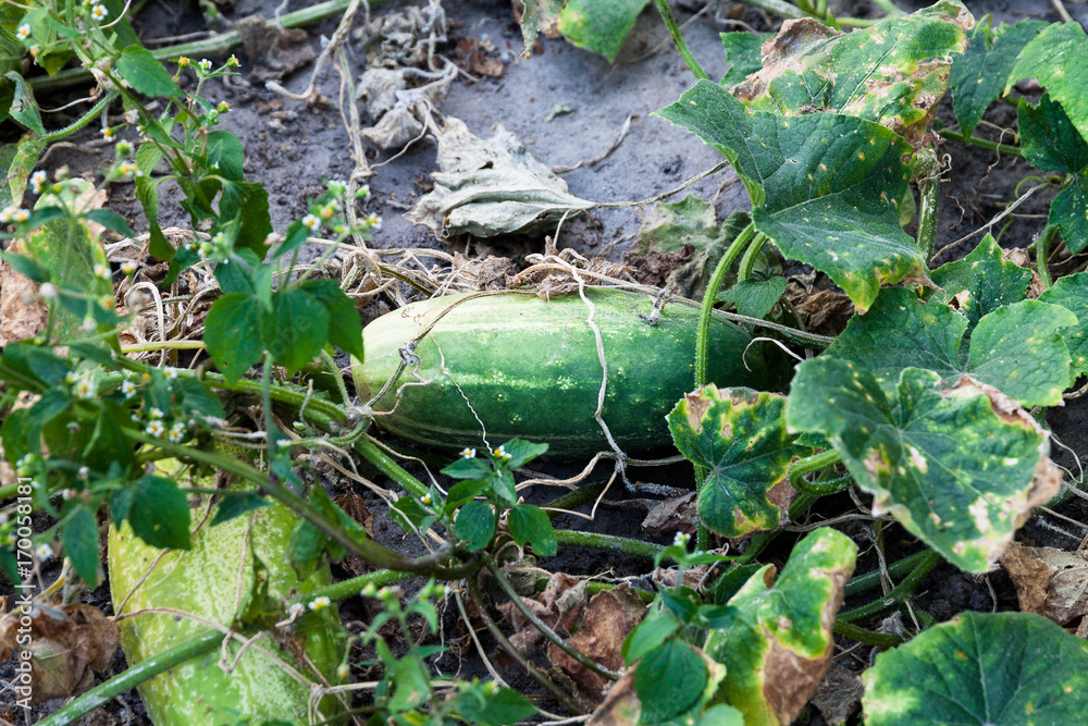 Obraz premium ogórek