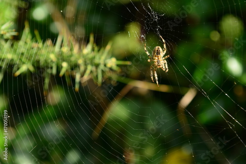 Garden Spider, Jersey, U.K. Common safe insect on a web.