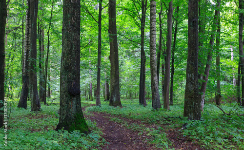 Narrow path crossing old deciduous stand