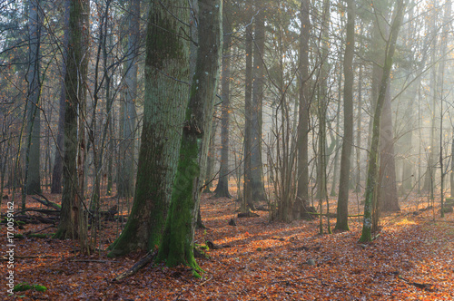 Autumnal misty morning in the forest
