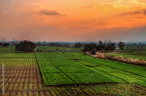 Farm field in Egypt