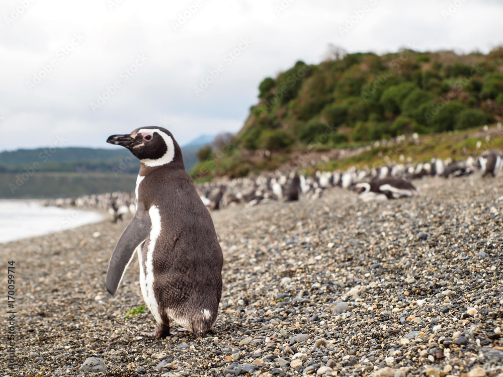 Fototapeta premium Penguin, Tierra del Fuego, Argentina