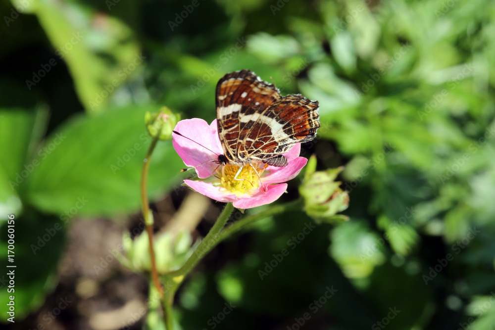 rosa Erdbeerblüte mit Landkärtchen (Araschnia levana) rosa Erdbeerblüte mit Landkärtchen (Araschnia levana)