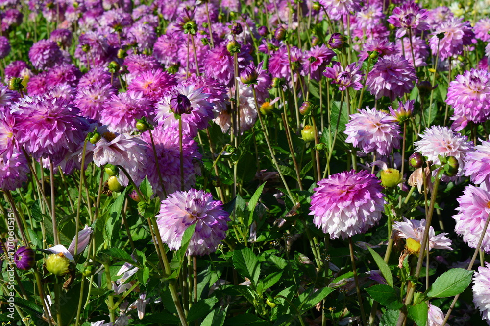 Obraz premium Pink dahlia's