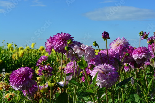 Fototapeta Naklejka Na Ścianę i Meble -  Dahlia field