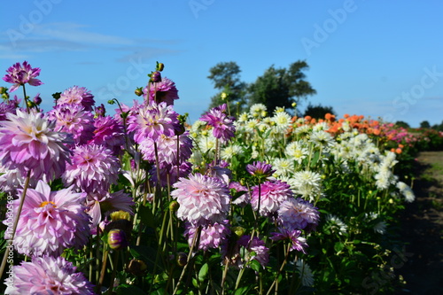 Fototapeta Naklejka Na Ścianę i Meble -  Dahlia field