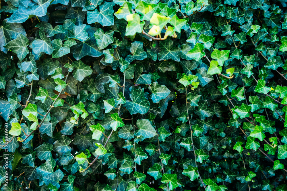 ivy wall texture in high contrasts - obrazy, fototapety, plakaty 