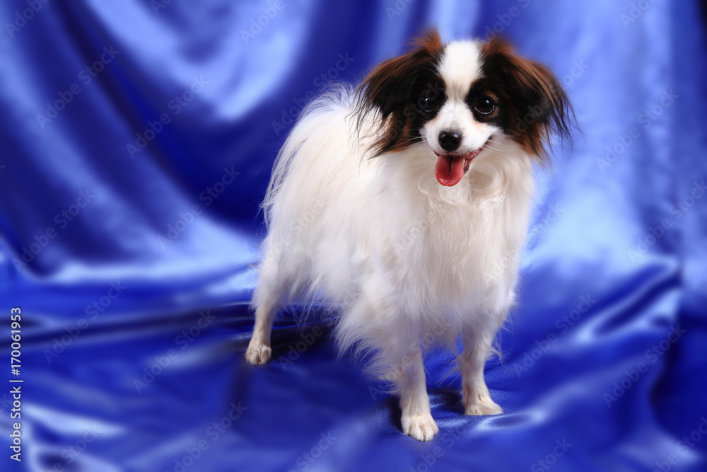 papillon dog young lady