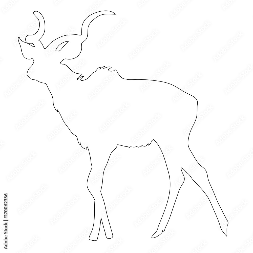 Outline of an african Blue Wildebeest - digitally handdrawn illustration on white background